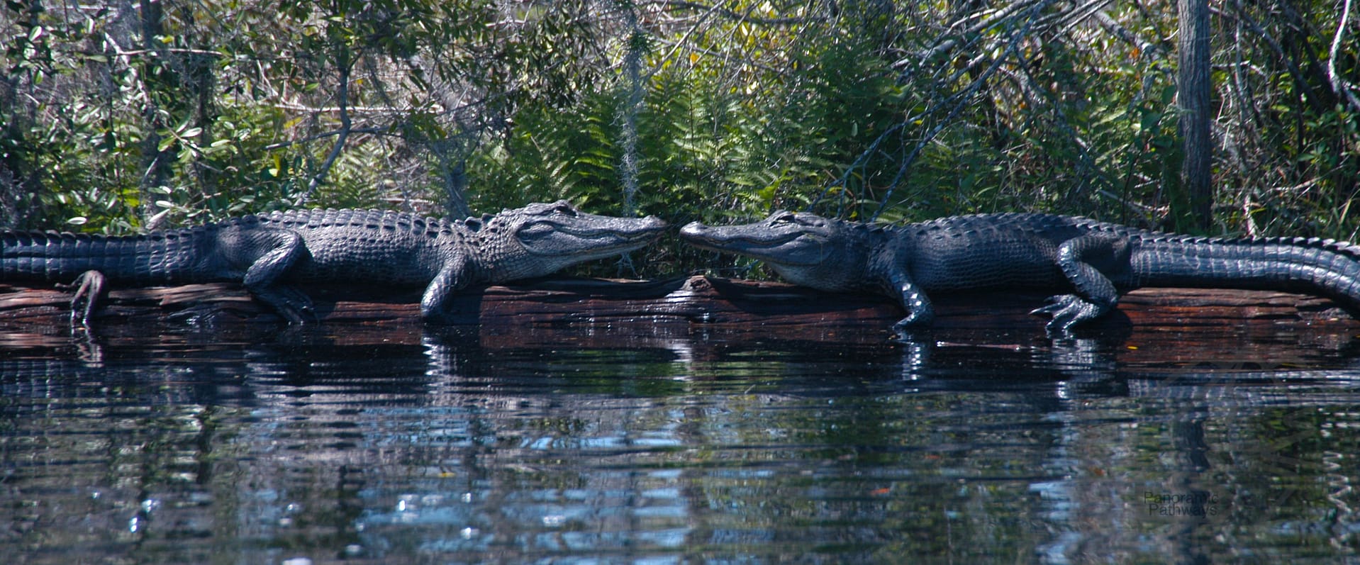 Okefenokee Swamp