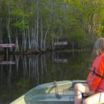 Boating on Billys Lake (Suwannee River) in Okefenokee National Wildlife Refuge