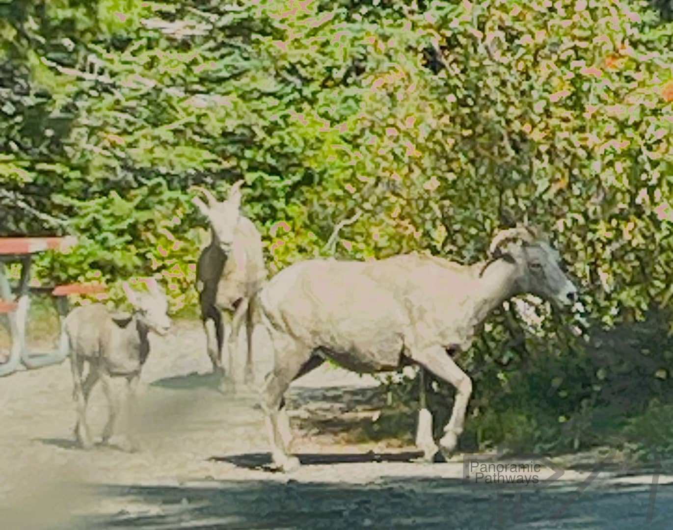 Bighorn Sheep, Two Medicine Campground, Glacier National Park, Wildlife