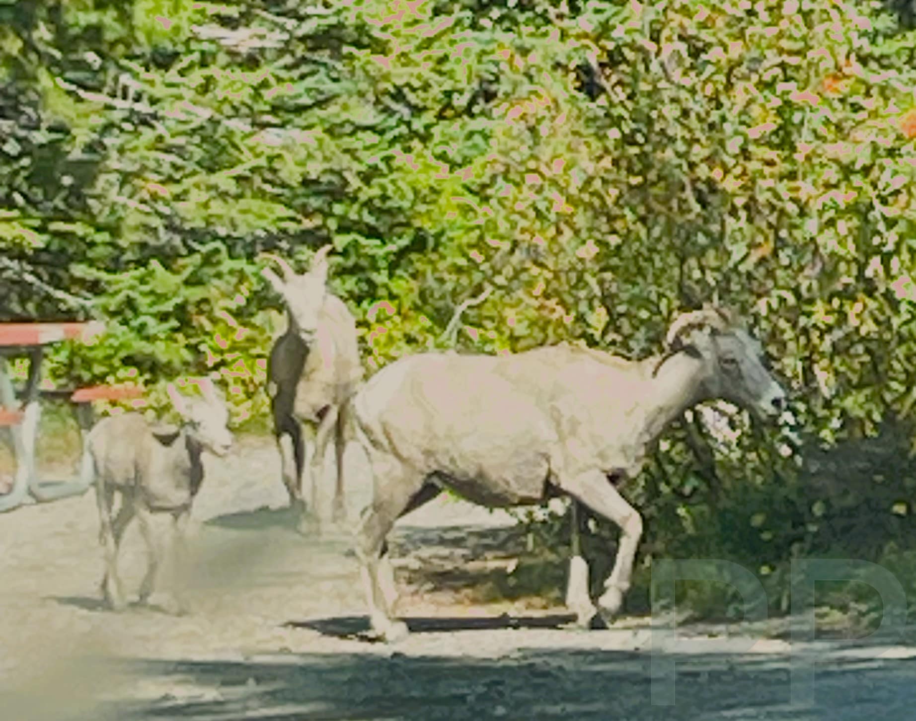 Bighorn sheep spotted in Two Medicine Campground, Glacier National Park