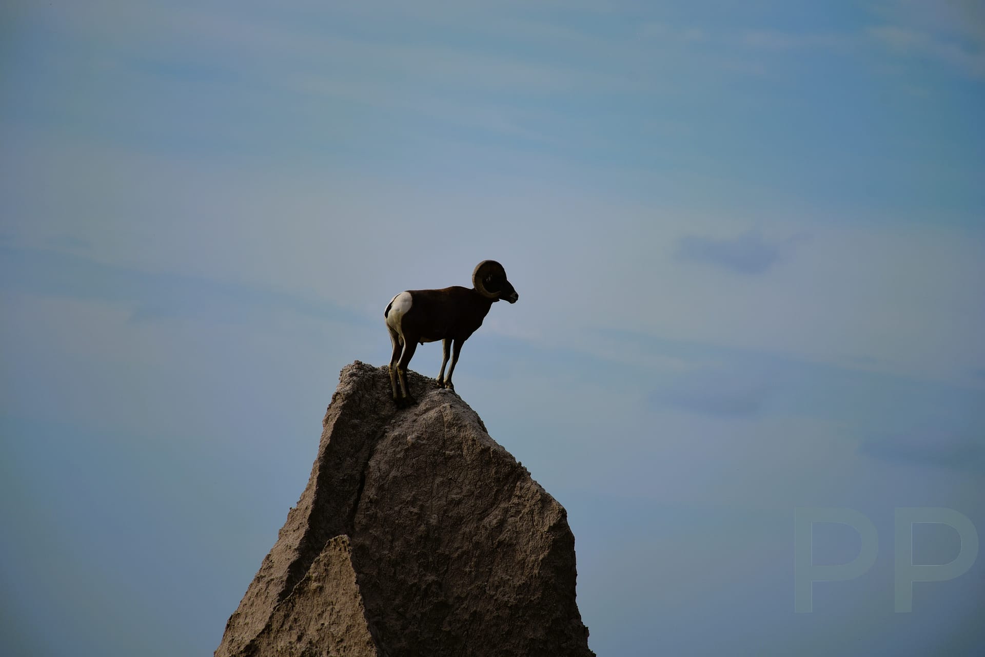 Bighorn Sheep, Cedar Pass, Trailheads, Door Trail, Window Trail, Notch Trail, Badlands