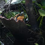 Cooter (turtle) in Okefenokee Swamp