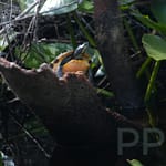 Cooter (turtle) in Okefenokee Swamp