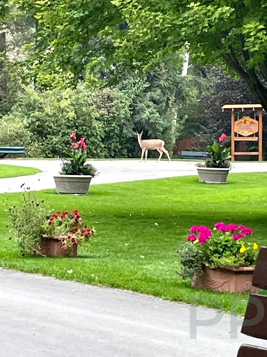 Idyllic lawn scene with flowers and deer at Canyon RV Resort in Radium Hot Springs, British Columbia