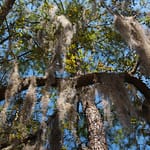 Spanish moss in live oaks in Stephen C Foster State Park