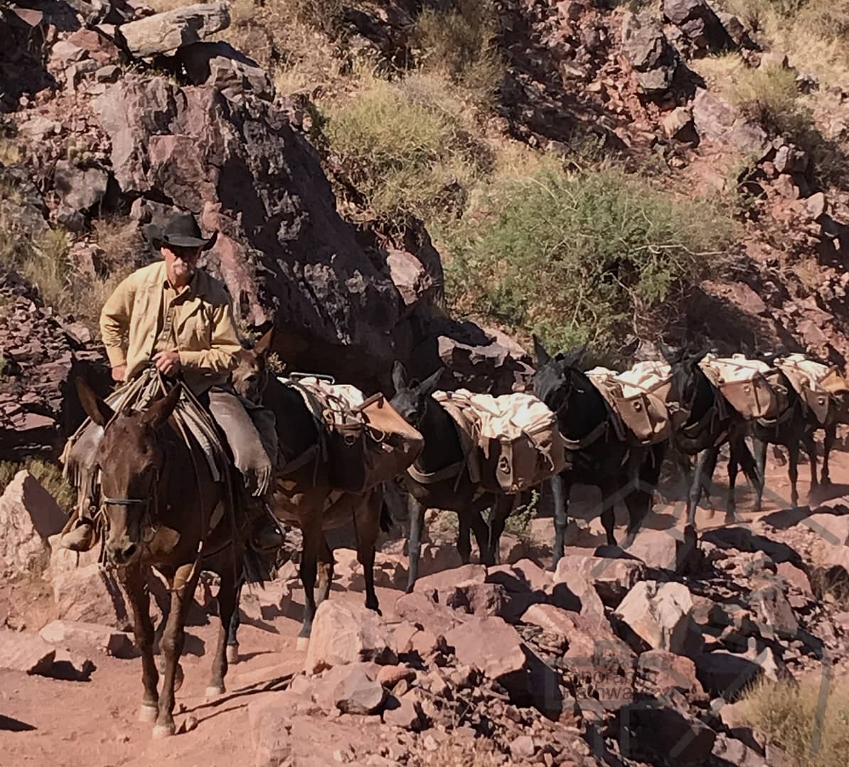 Mule Train, Grand Canyon, Trail Etiquette, Safety