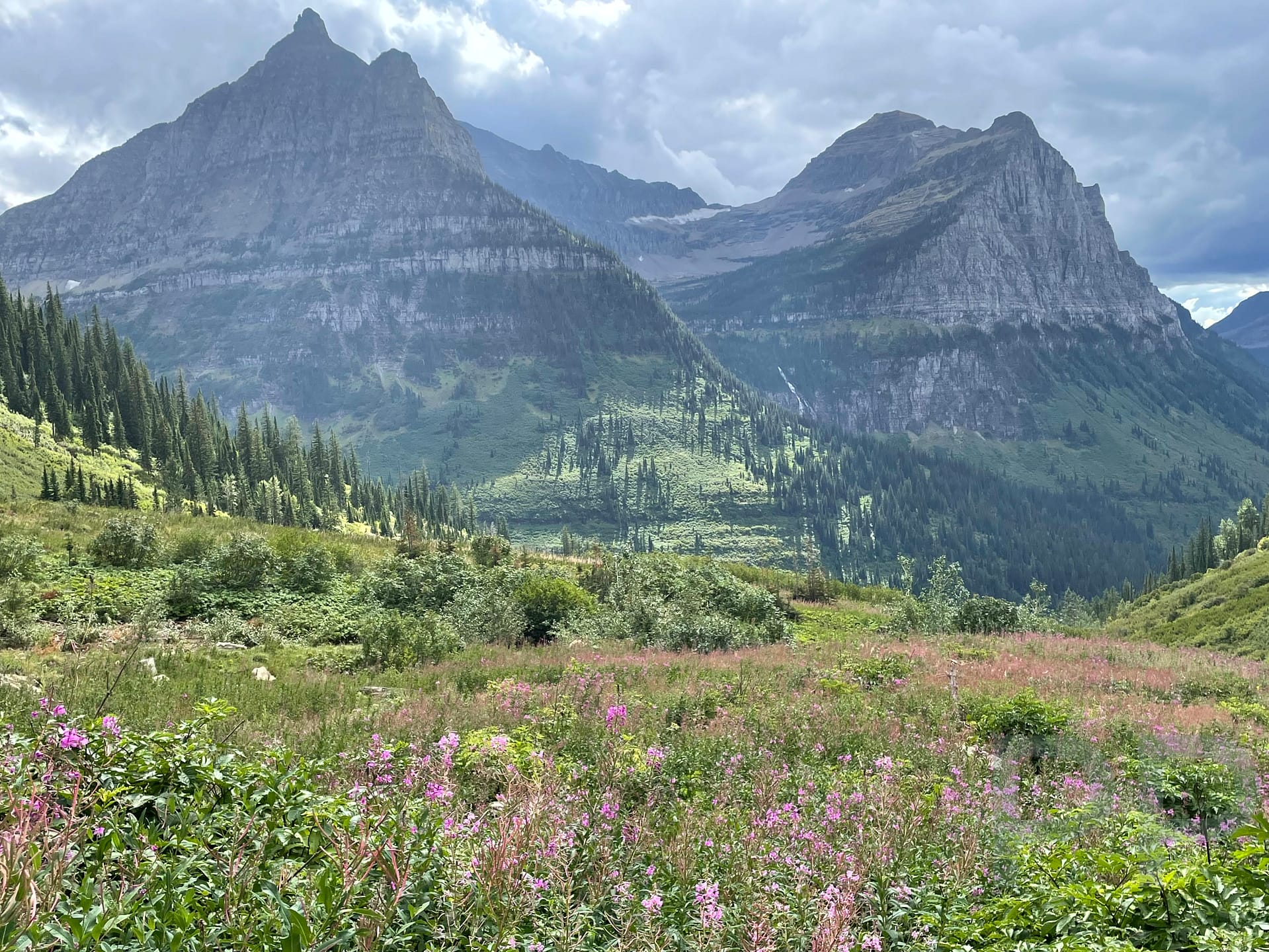 Wildflowers in bloom on the Garden Wall section of the Highline Trail, Glacier National Park.