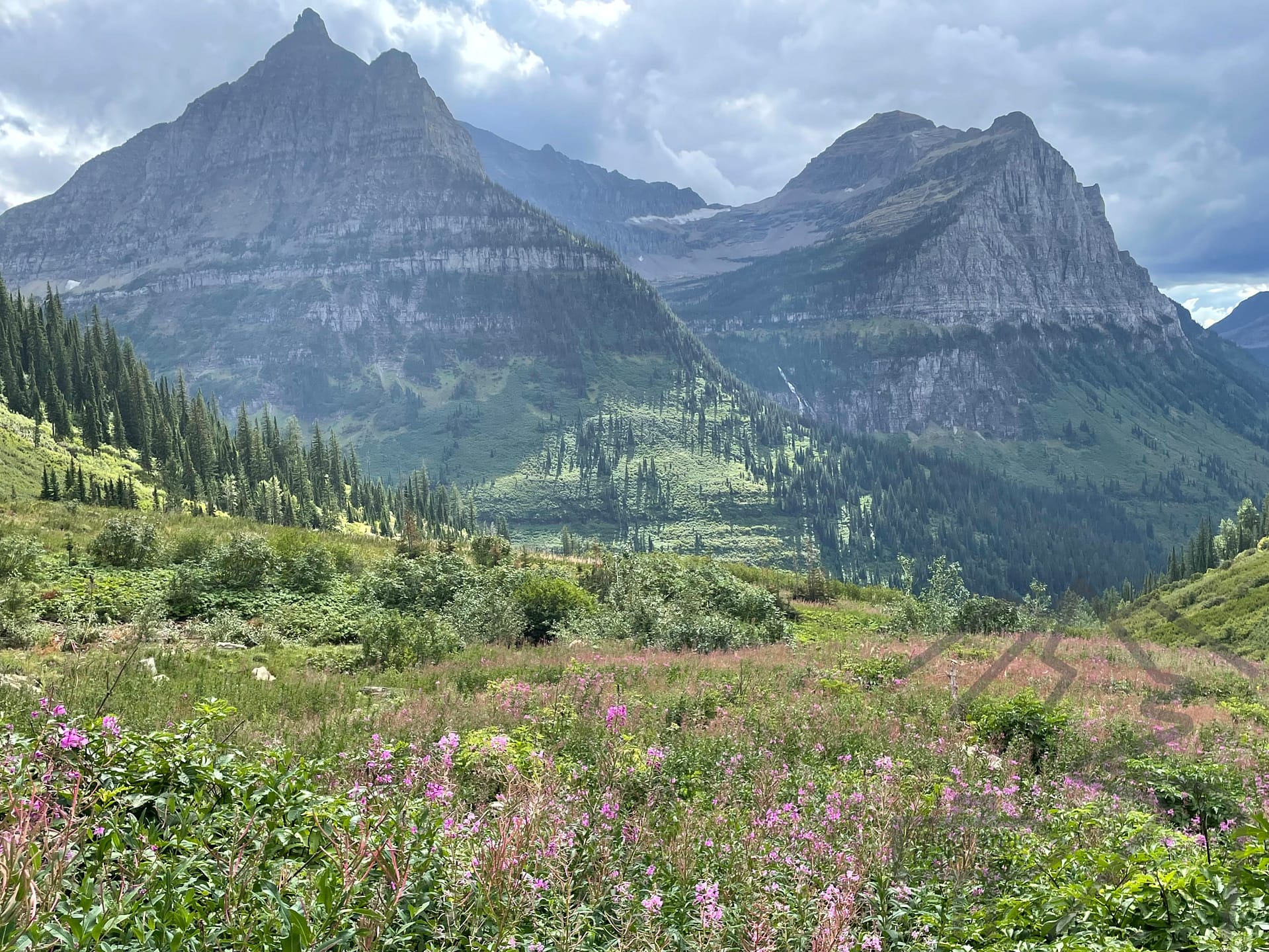 Wildflowers in bloom on the Garden Wall section of the Highline Trail, Glacier National Park.