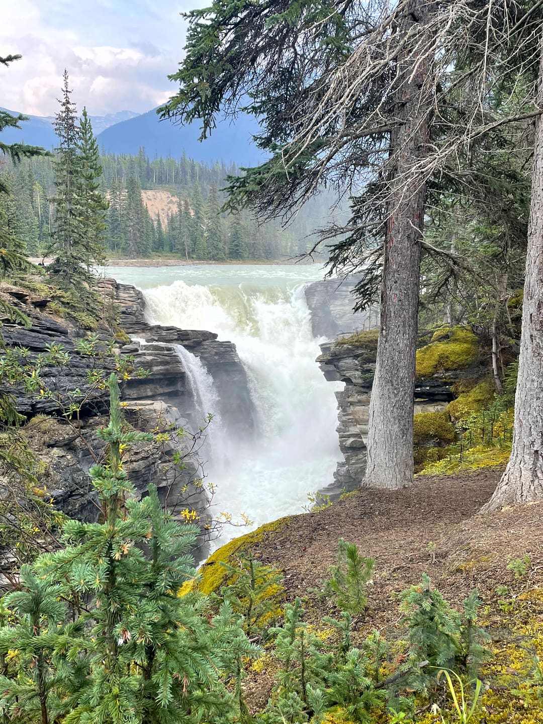 Waterfall plunging through narrow rock canyon surrounded by mossy cliffs along the Icefields Parkway.