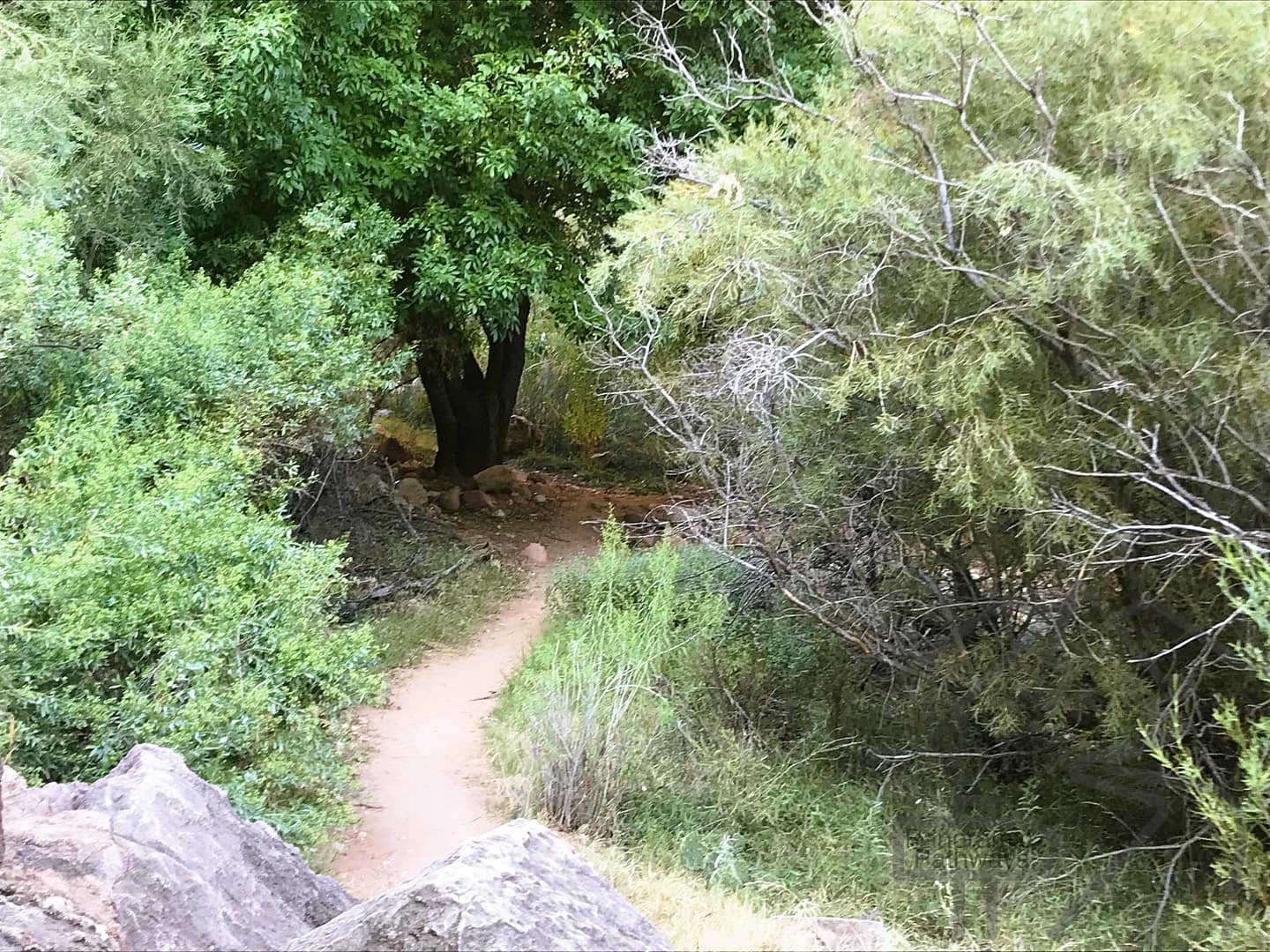 Indian Garden Area, Bright Angel Trail, Grand Canyon