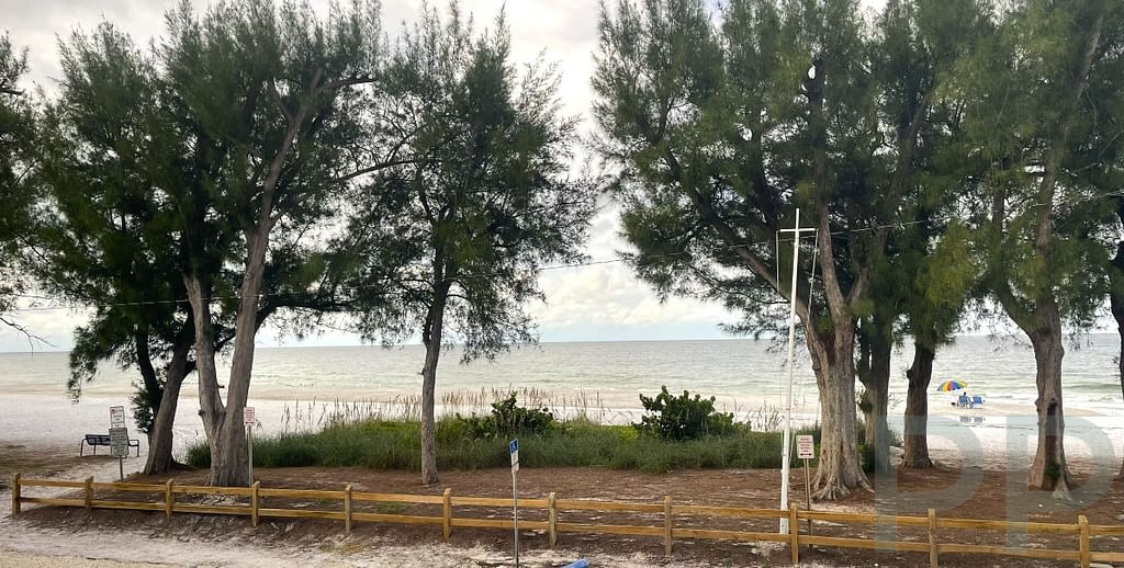 Sunset over the Gulf framed by Australian pines on Anna Maria Island.