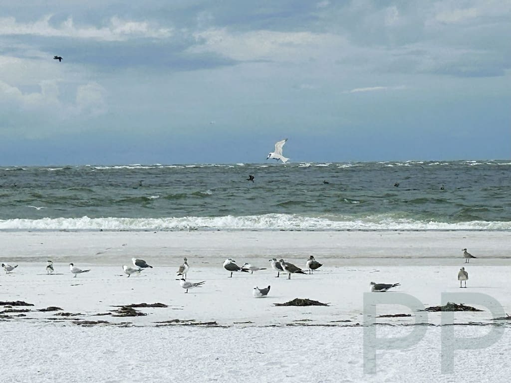 Group of seabirds standing and flying near the surf on Anna Maria Island.