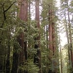 Towering redwoods in Henry Cowell Redwoods State Park, California