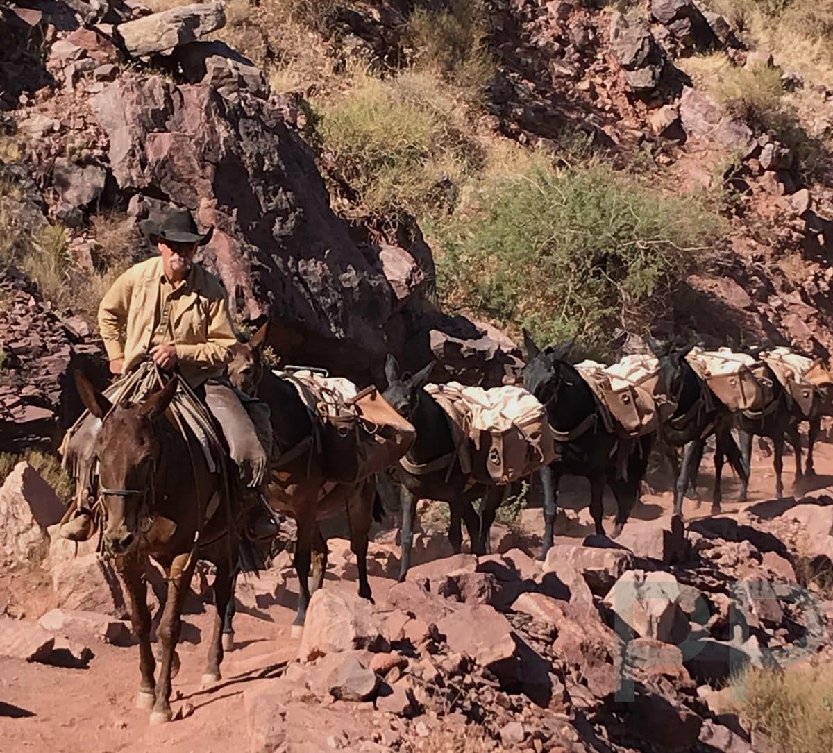 Mule Train in the Grand Canyon