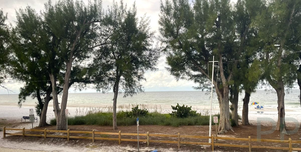 Sunset over the Gulf framed by Australian pines on Anna Maria Island.