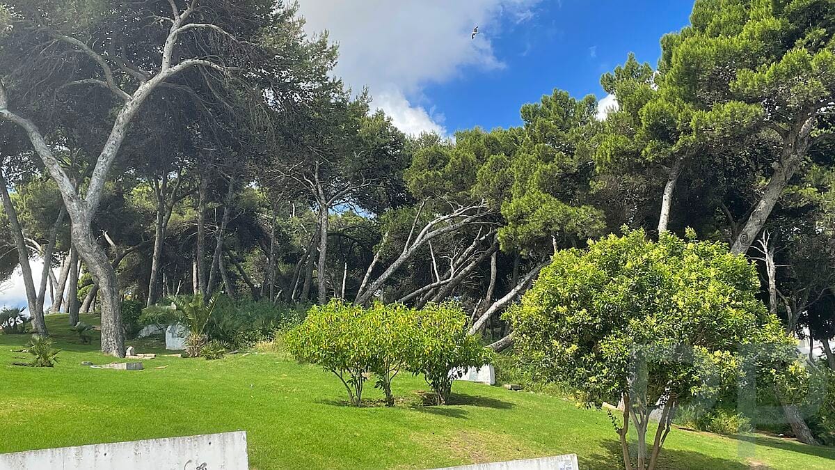 Large bent trees in Mendoubia Gardens in Tangier, Morocco.