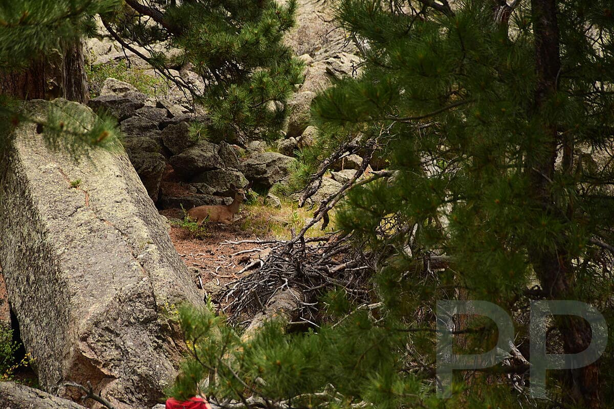 Deer resting among rocks and pine trees near Devils Tower