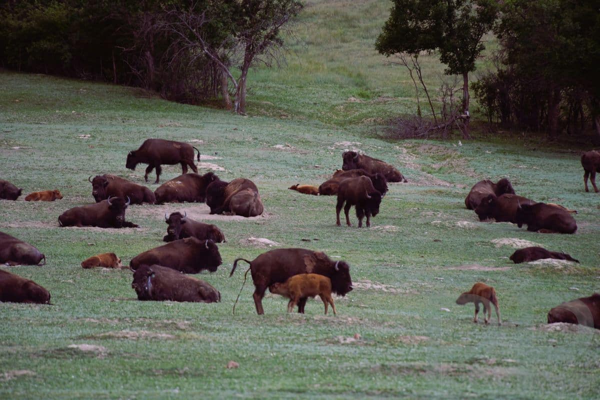 Herd of bison resting and grazing in a grassy valley in Theodore Roosevelt National Park