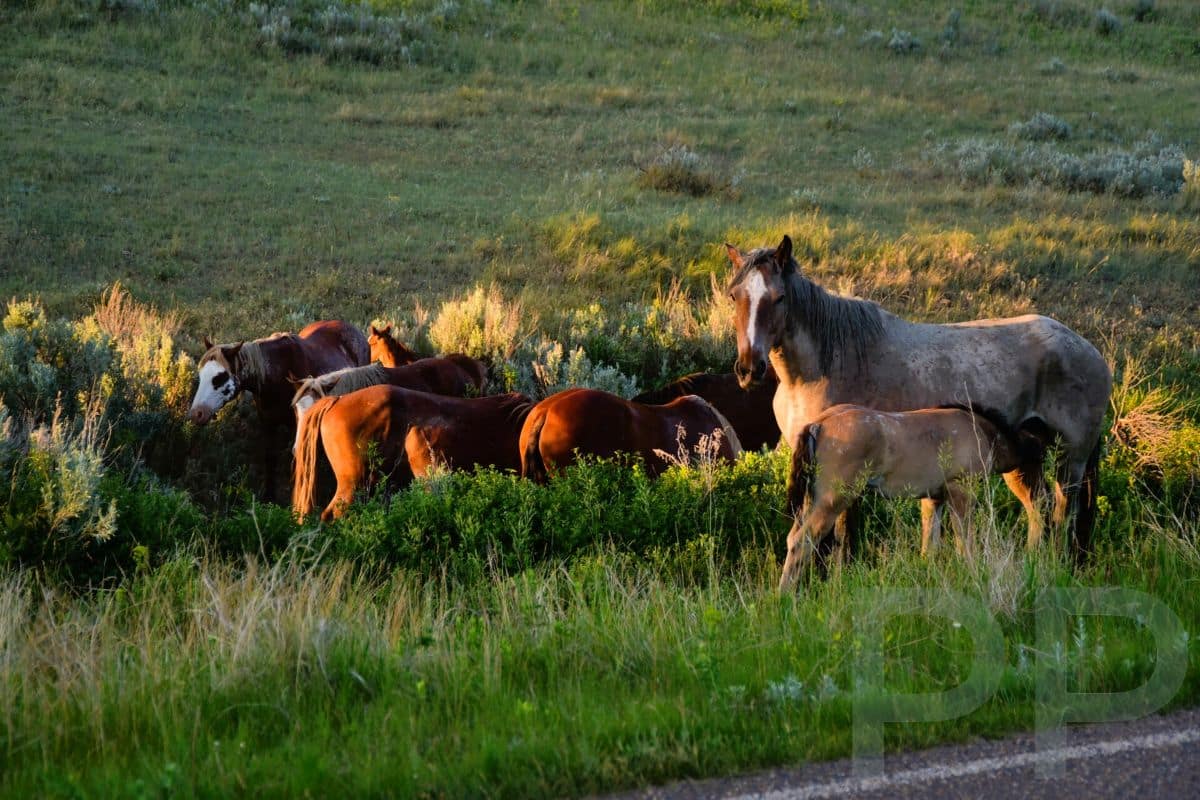 Wild horses grazing in the badlands landscape of Theodore Roosevelt National Park