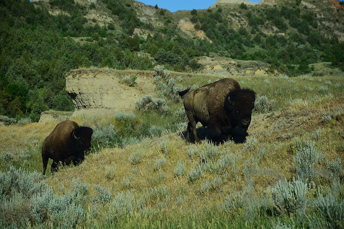 Two bison walking through prairie grasslands in Theodore Roosevelt National Park