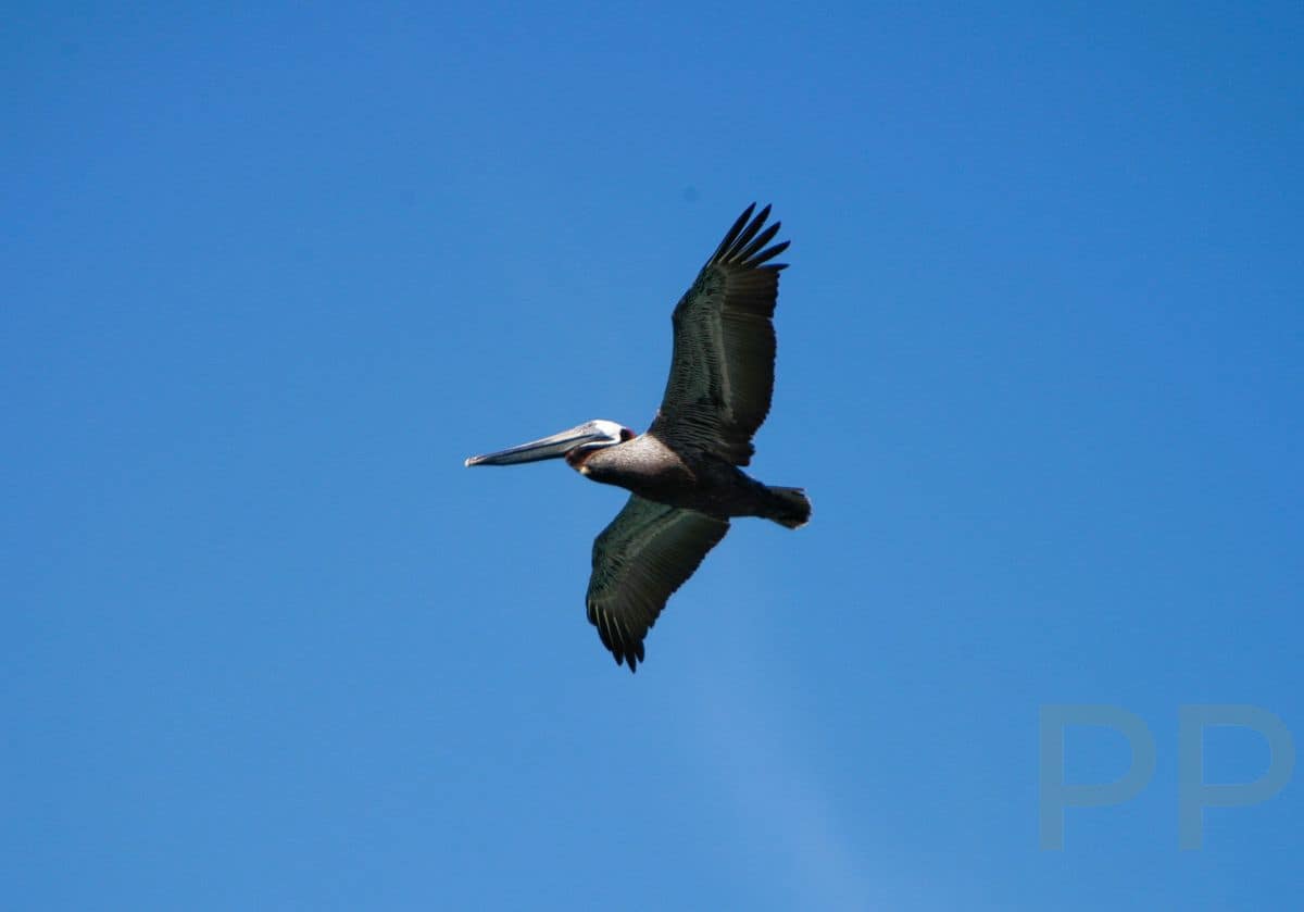 Pelican flying above the Gulf of Mexico near Anna Maria Island.