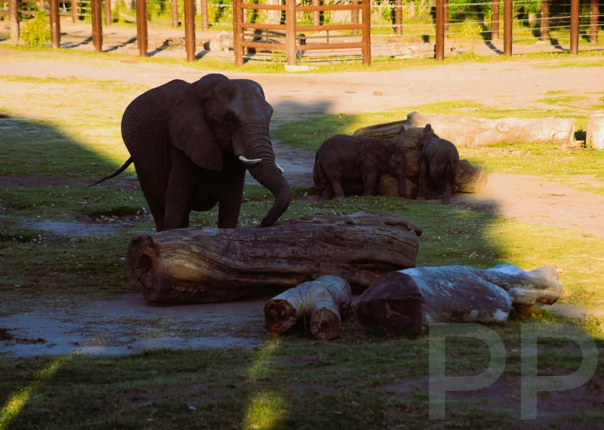 African elephant with two young calves standing in the habitat at Sedgwick County Zoo.