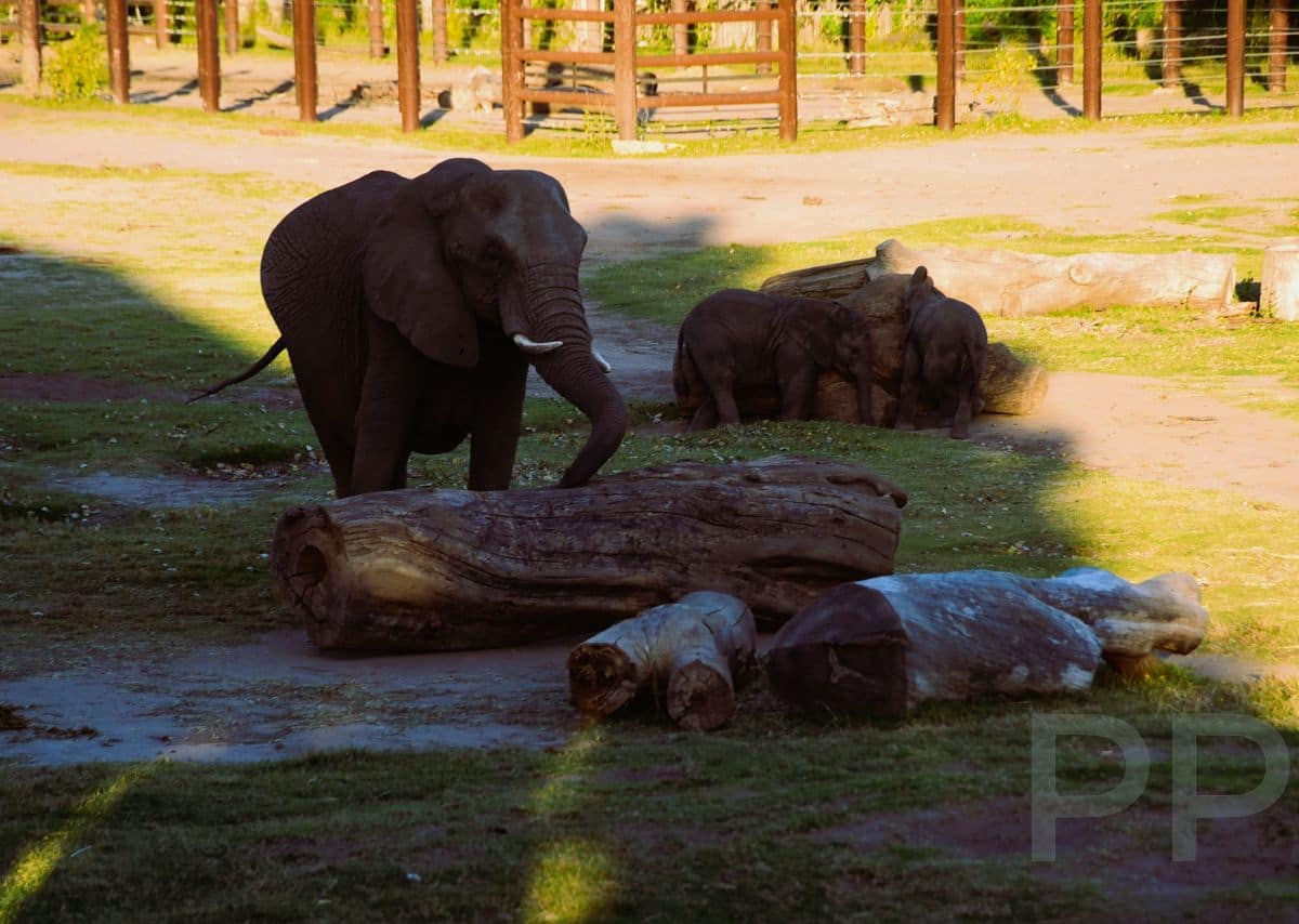 African elephant with two young calves standing in the habitat at Sedgwick County Zoo.