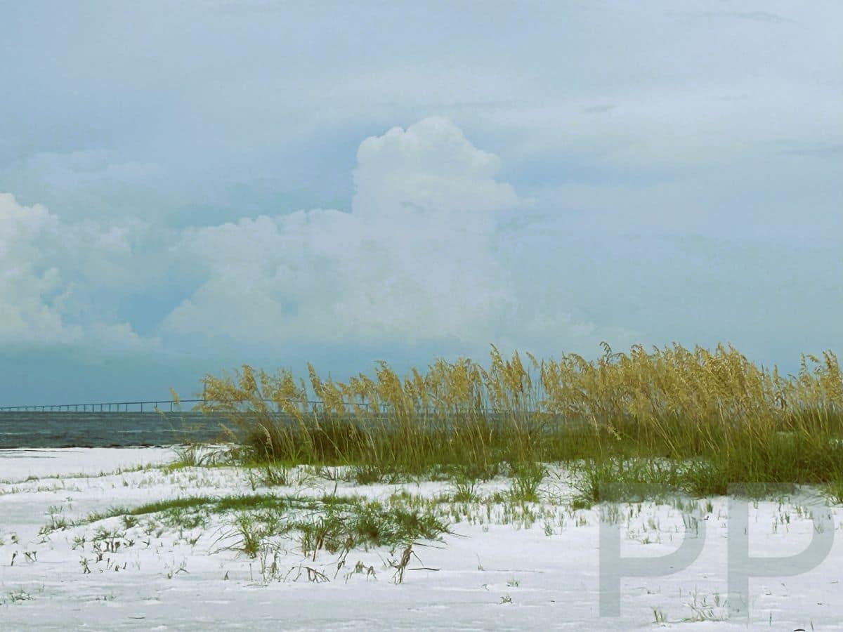 Sea oats growing on white sand beach with Gulf in background.