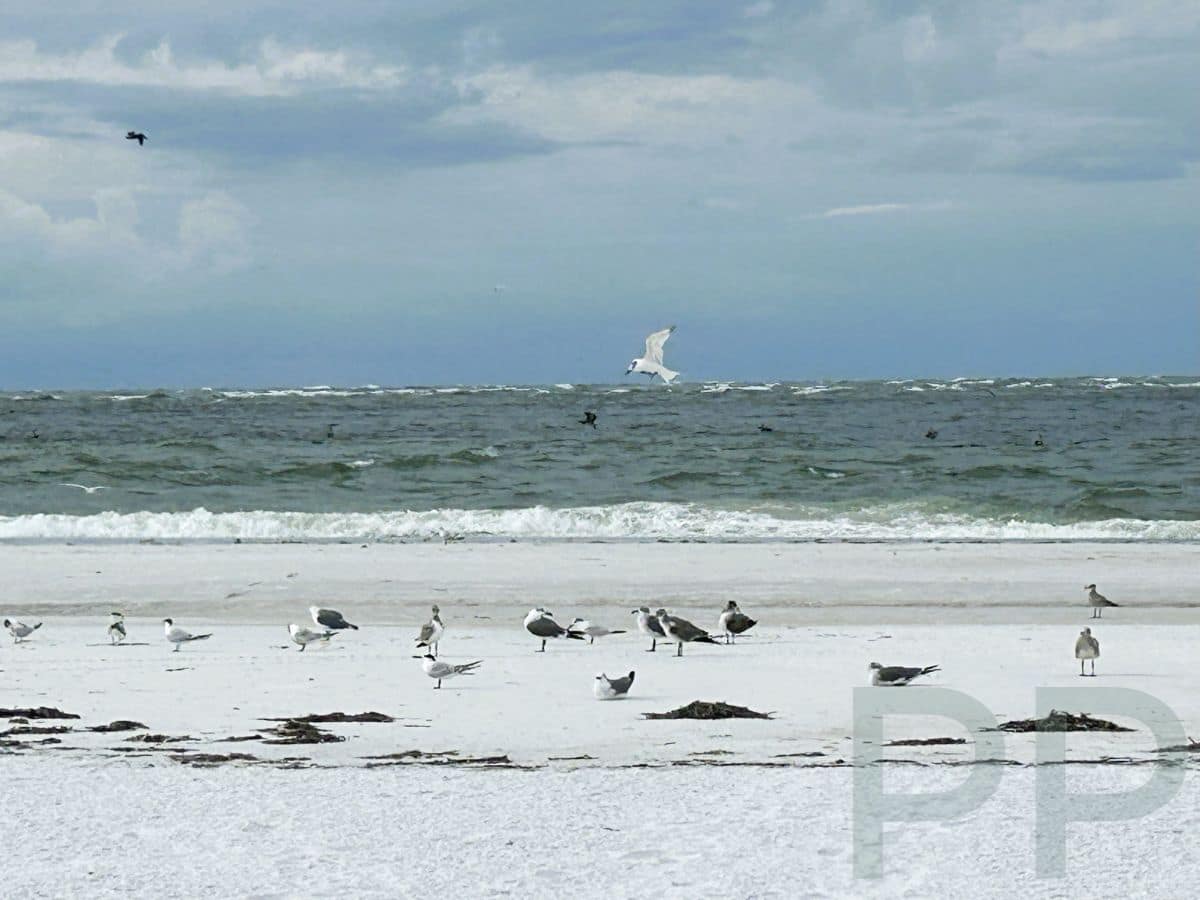 Group of seabirds standing and flying near the surf on Anna Maria Island.