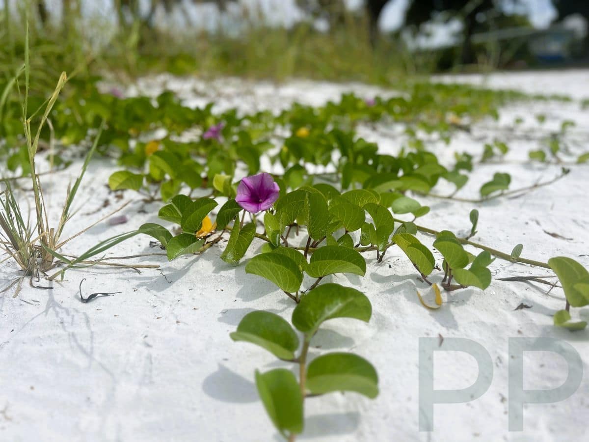 Purple morning glory vine growing in white sand on Anna Maria Island.