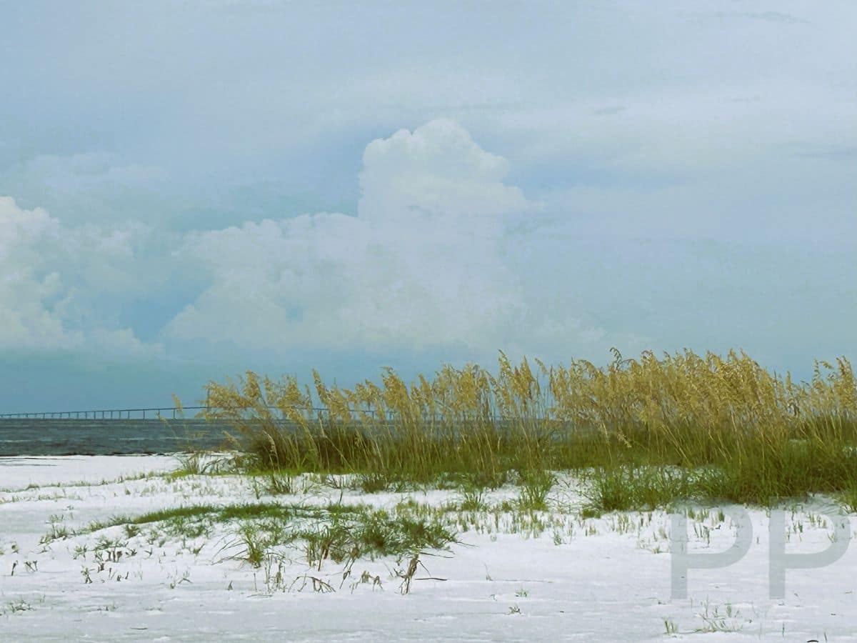 Sea oats growing on white sand beach with Gulf in background.