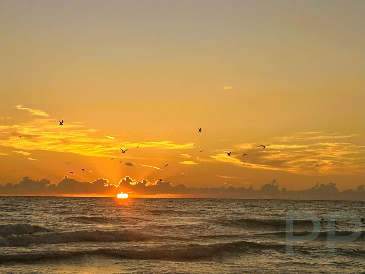 Seabirds flying across a golden sunset over the Gulf of Mexico at Anna Maria Island.