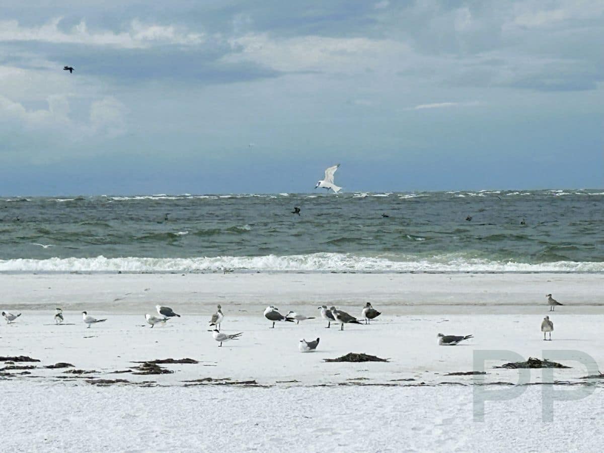Group of seabirds standing and flying near the surf on Anna Maria Island.