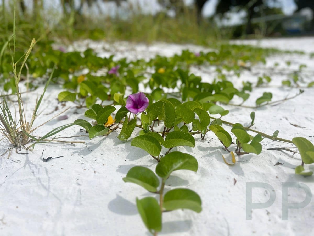 Purple morning glory vine growing in white sand on Anna Maria Island.