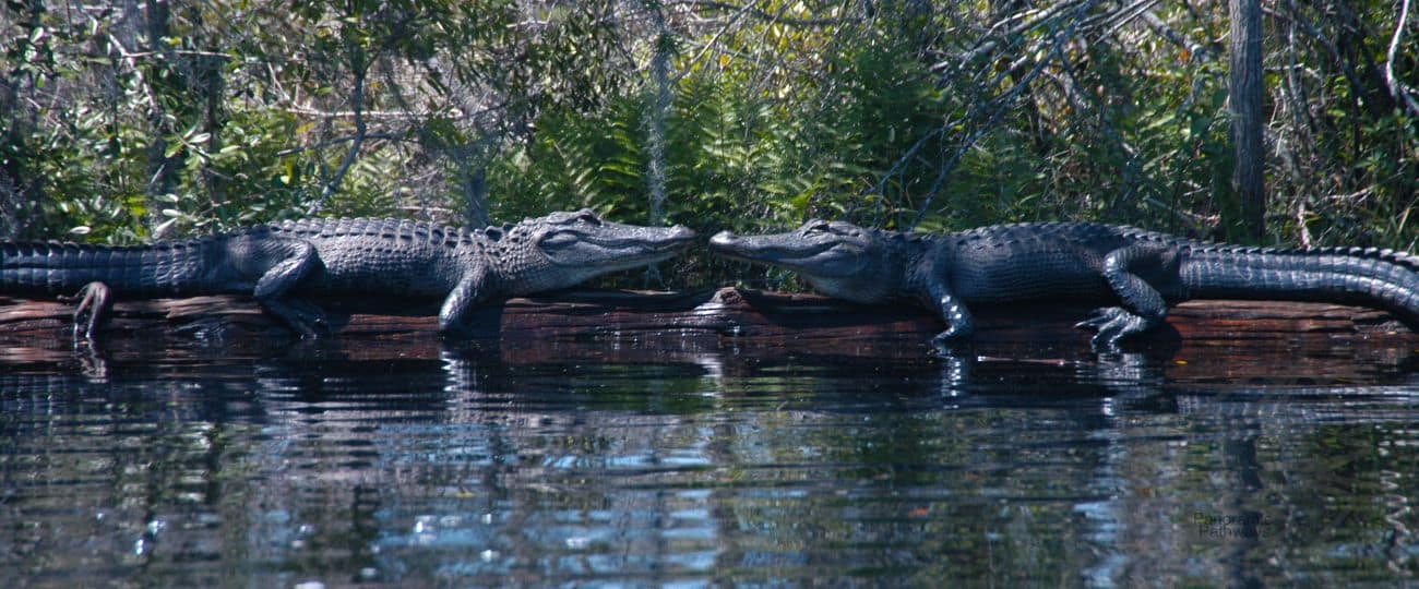 Ultimate Guide to the Okefenokee Swamp, Georgia