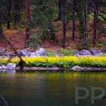 Wildflowers along the N Fork of the Payette River, Idaho