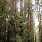 Towering redwoods in Henry Cowell Redwoods State Park, California