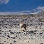 Coyote near west entrance