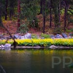 Wildflowers along the N Fork of the Payette River, Idaho