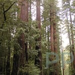 Towering redwoods in Henry Cowell Redwoods State Park, California