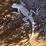Lizard on Salt Creek Interpertive Trail
