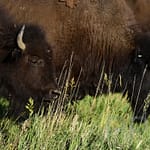 Buffalo at National and State Parks, North and South Dakota itinerary
