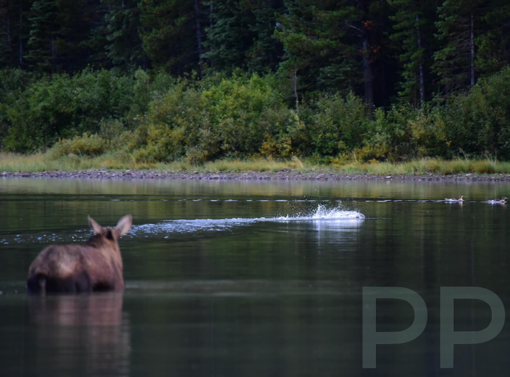 Moose standing in a calm lake at dawn with wildlife splashing in the distance.