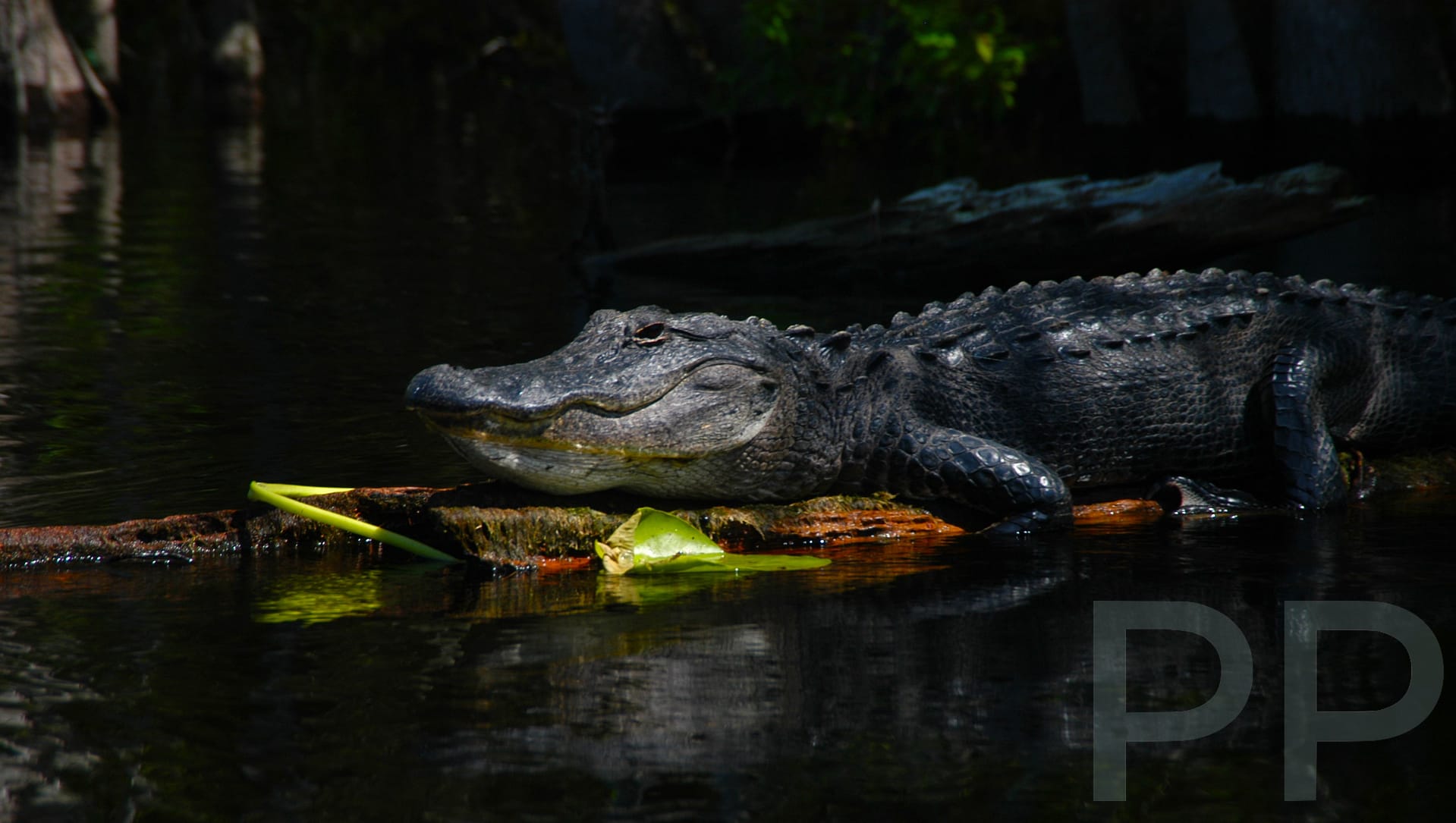 Alligator resting on a log in the Okefenokee Swamp at Stephen C. Foster State Park, Georgia