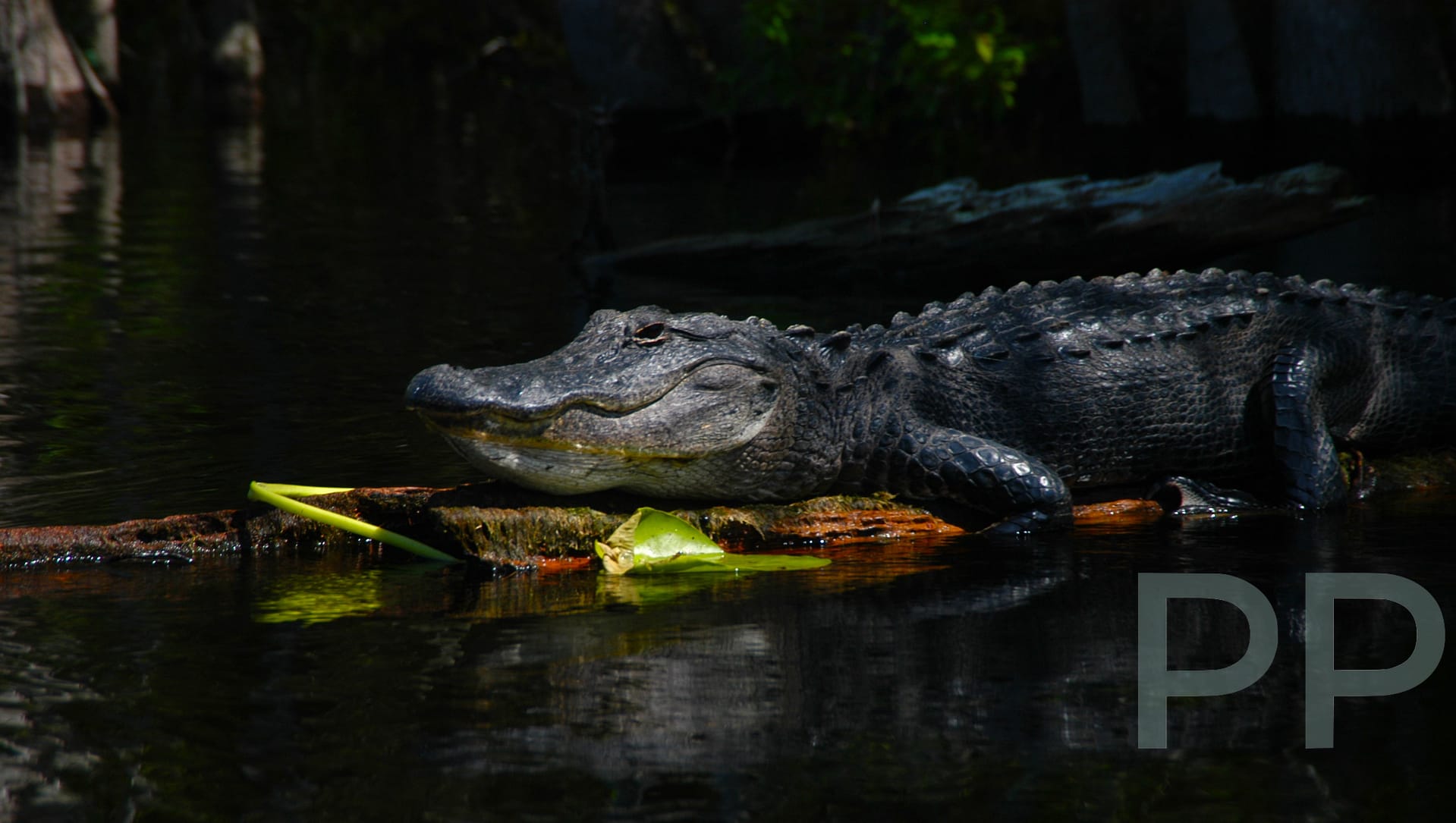 Alligator resting on a log in the Okefenokee Swamp at Stephen C. Foster State Park, Georgia