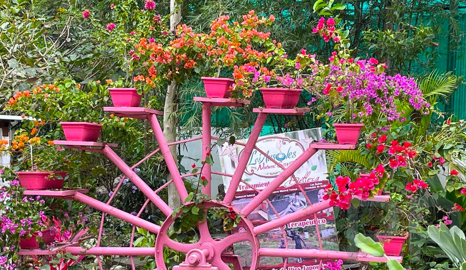 Decorative pink wheel filled with bright potted bougainvillea at a garden stop on El Salvador’s Ruta de las Flores.