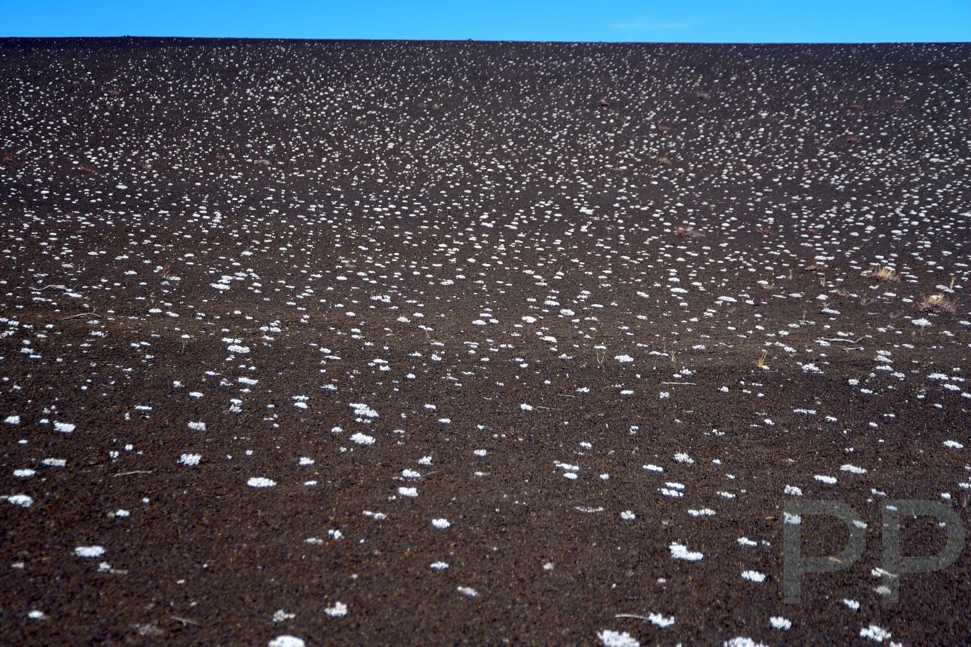 White salt deposits scattered across dark lava, creating a speckled pattern on a volcanic slope