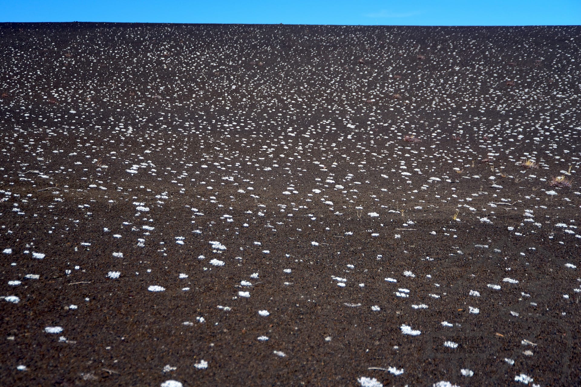 White salt deposits scattered across dark lava, creating a speckled pattern on a volcanic slope