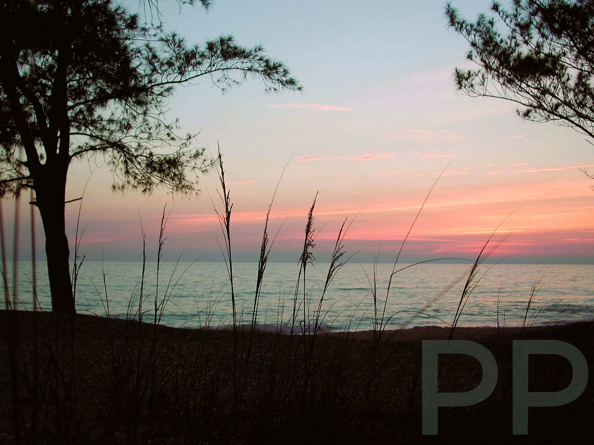 Sunset over the Gulf framed by Australian pines on Anna Maria Island.