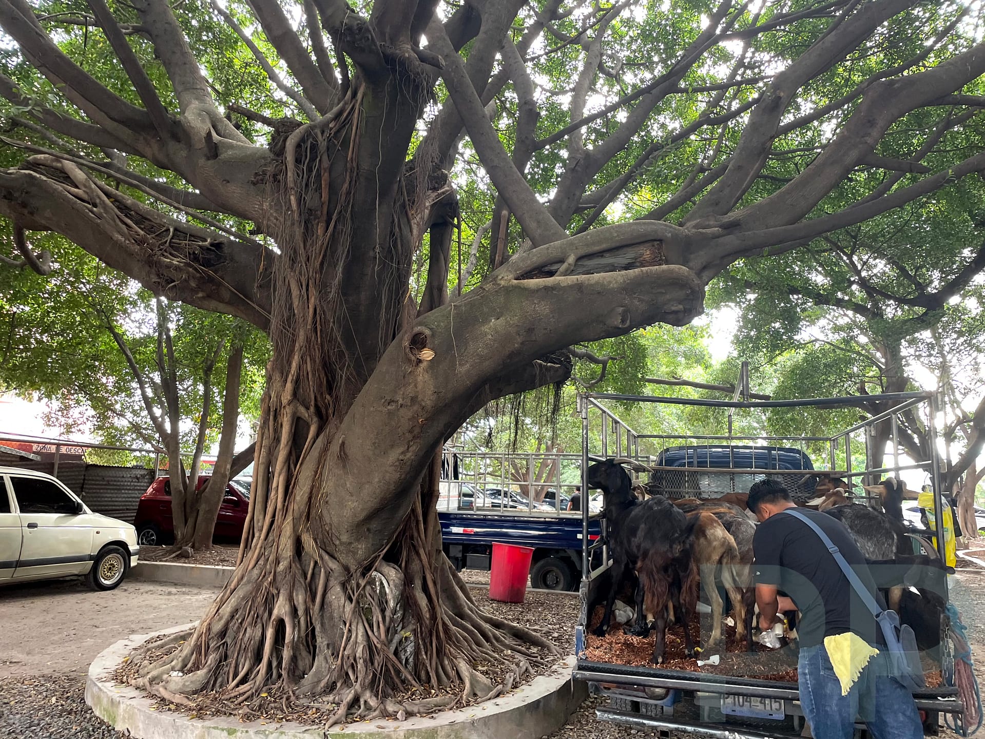 Street scene in San Salvador showing everyday local commerce beneath a large tree in a public space